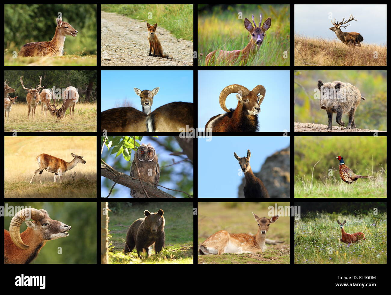collection of european wildlife images, game animals Stock Photo Alamy