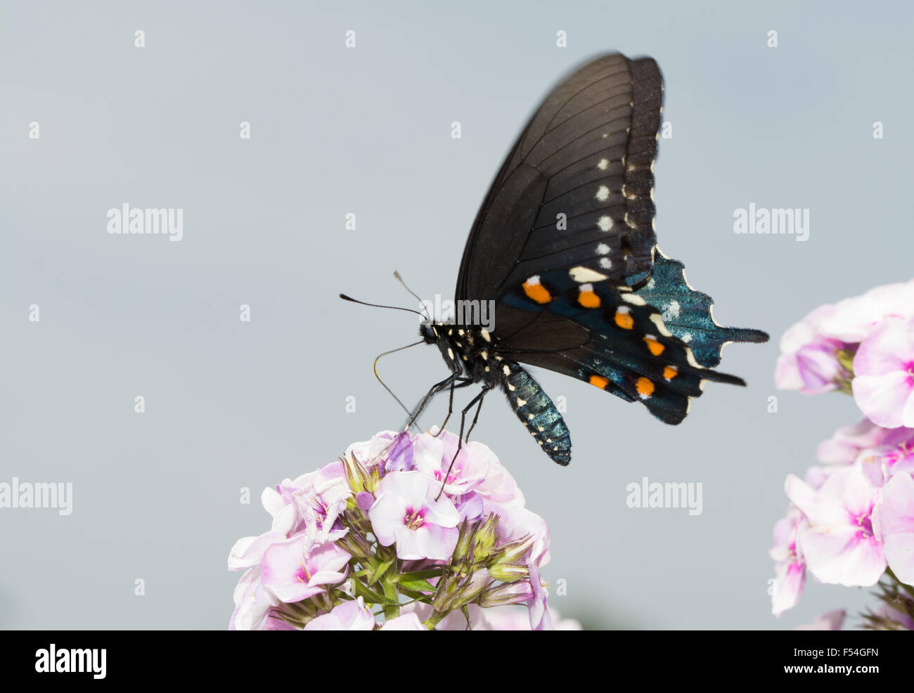 Pipevine Swallowtail butterfly on pink Phlox blooms in summer sunlight Stock Photo