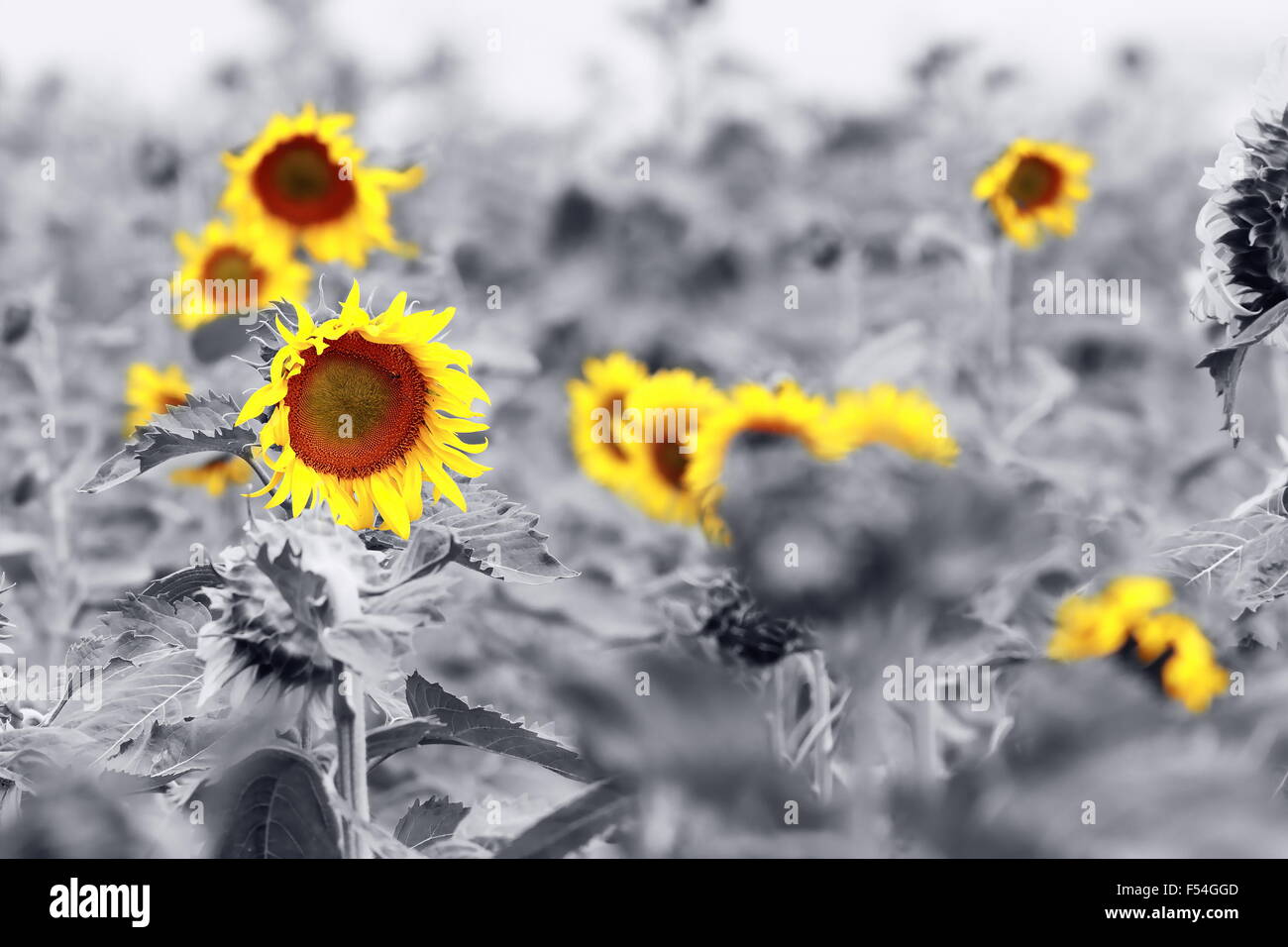 sunflower field abstract view, black and white, colorful flowers Stock Photo