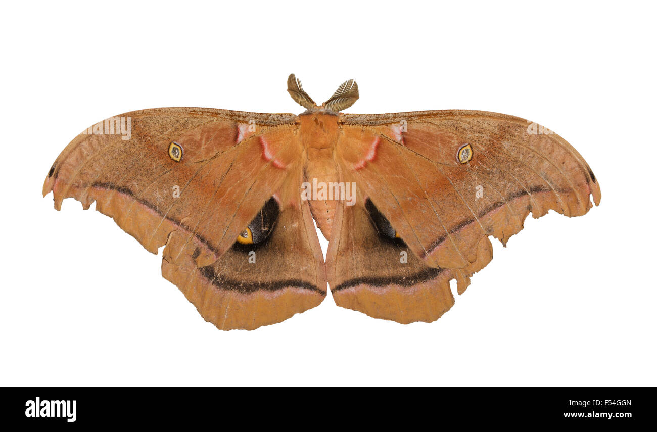 Polyphemus moth isolated on white Stock Photo