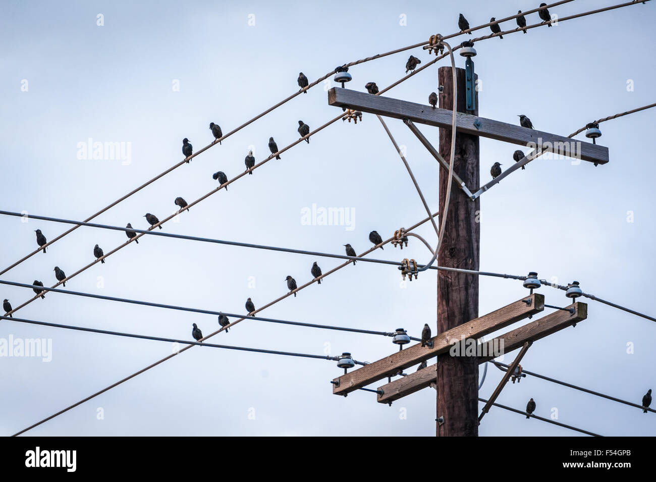 A flock of birds perch on power lines in Muskogee, Oklahoma. USA Stock