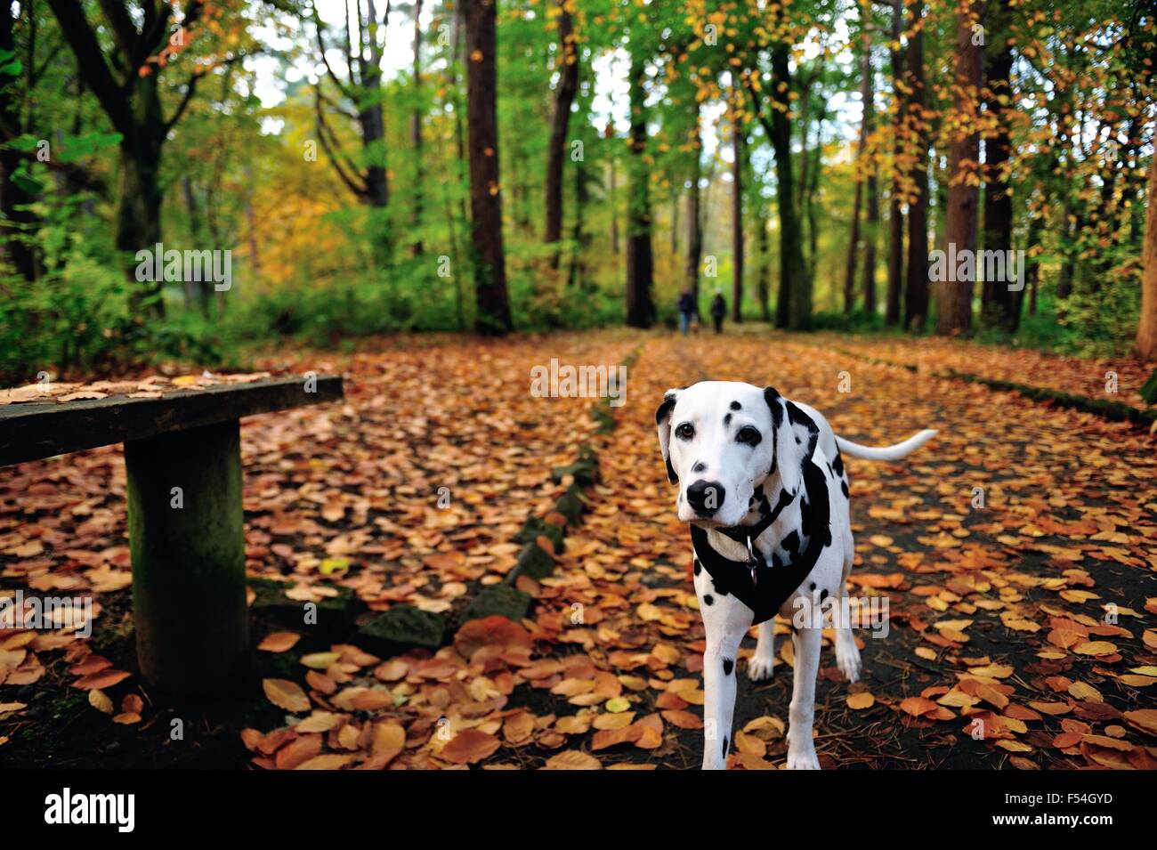 Glasgow, Scotland, UK. 27th Oct, 2015. A dog enjoys a walk in the leafy