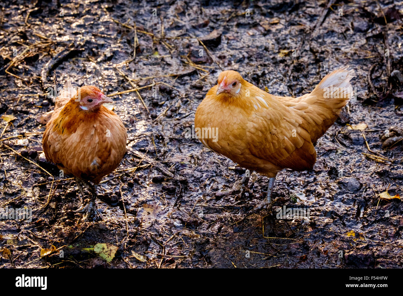 Dutch Bantam chickens Stock Photo