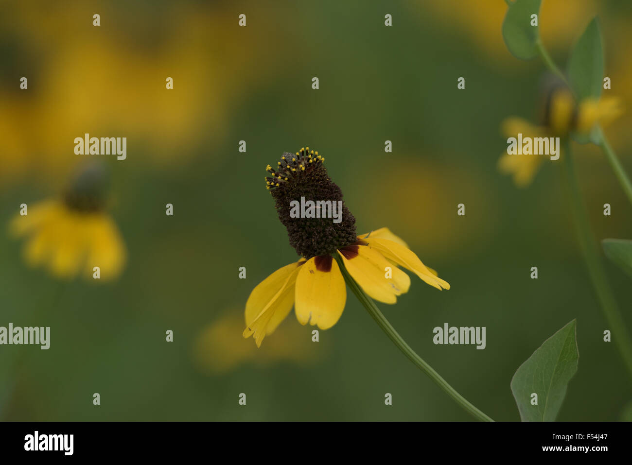 Black Eyed Susan - Lake Martin Stock Photo