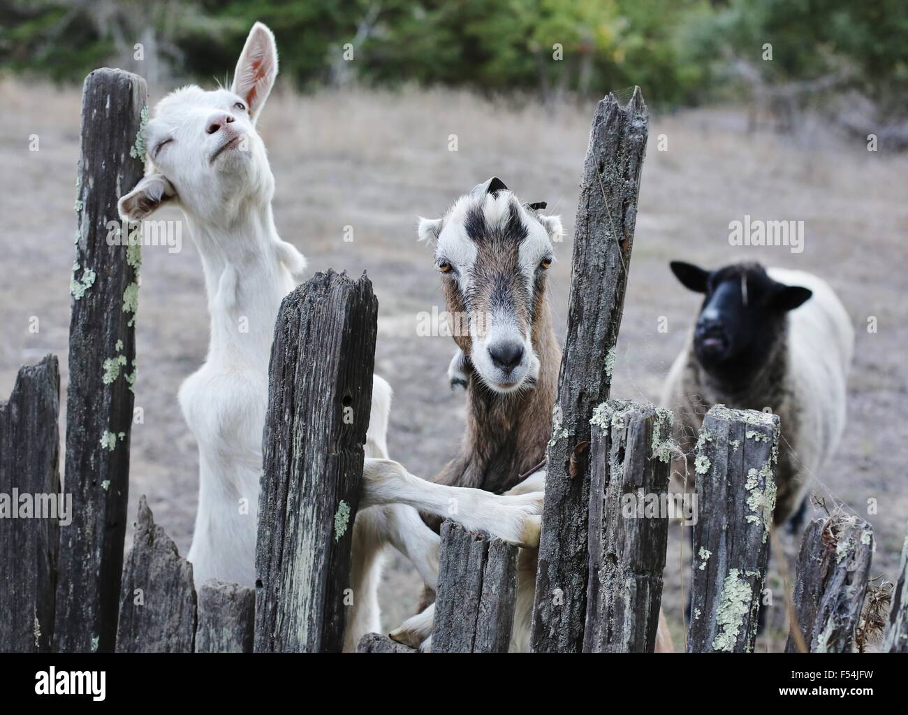 Sheep goats fence hires stock photography and images Alamy