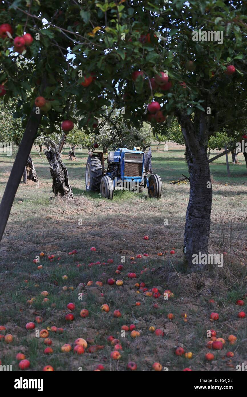 An old antique Ford tractor in an apple orchard. Stock Photo