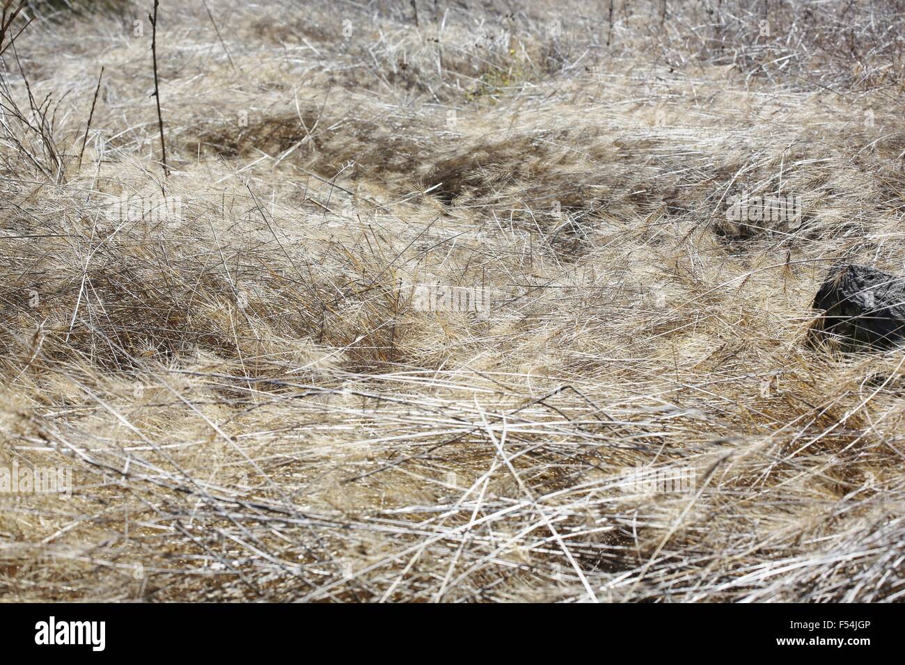Dry grasses in a park in drought stricken northern California Stock