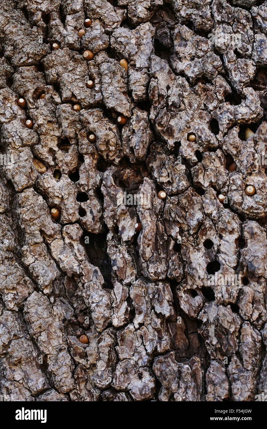 Acorns stored in the bark of an oak tree by an acorn woodpecker. Stock Photo