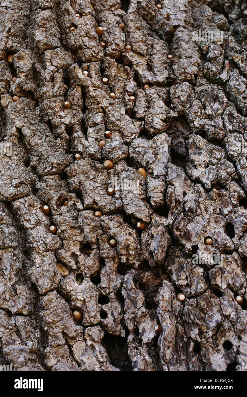 Acorns stored in the bark of an oak tree by an acorn woodpecker. Stock Photo