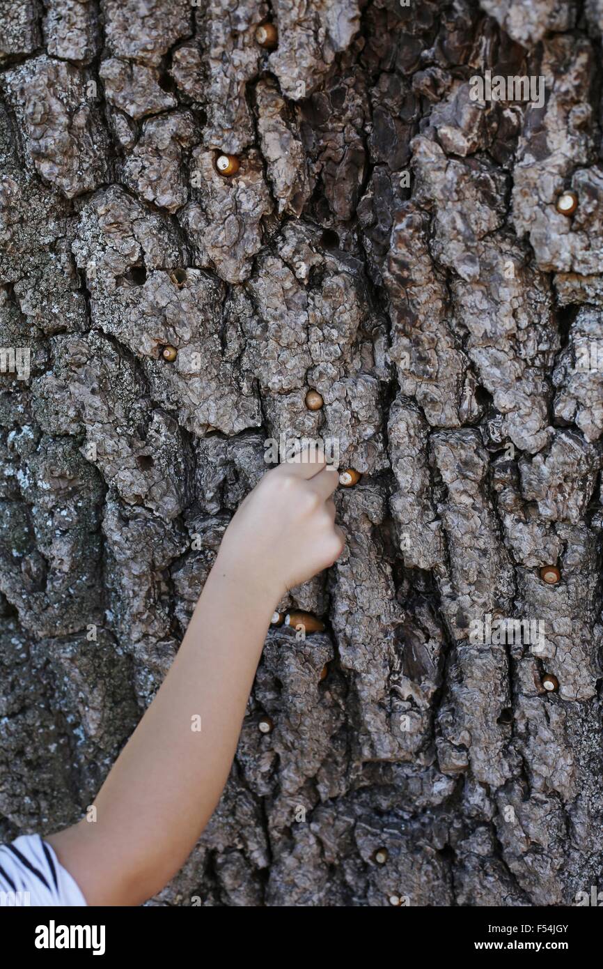 A child's hand picking acorns from the bark of an oak tree. Stock Photo