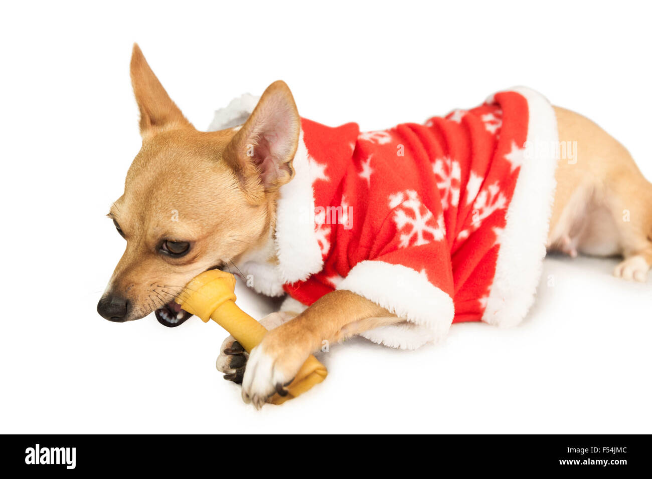 dog christmas jacket