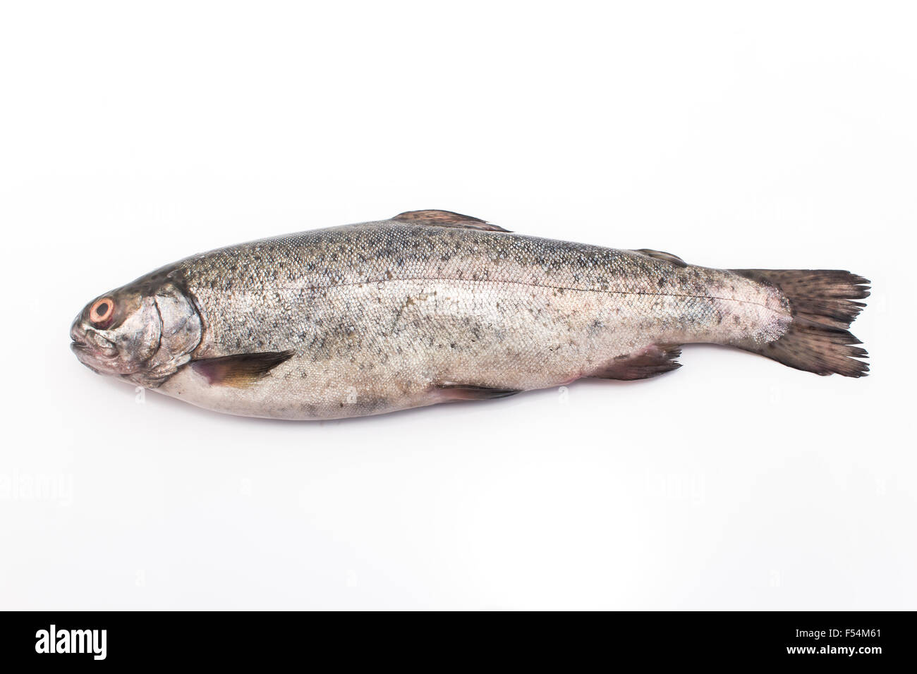 Rainbow trout isolated on white. Stock Photo