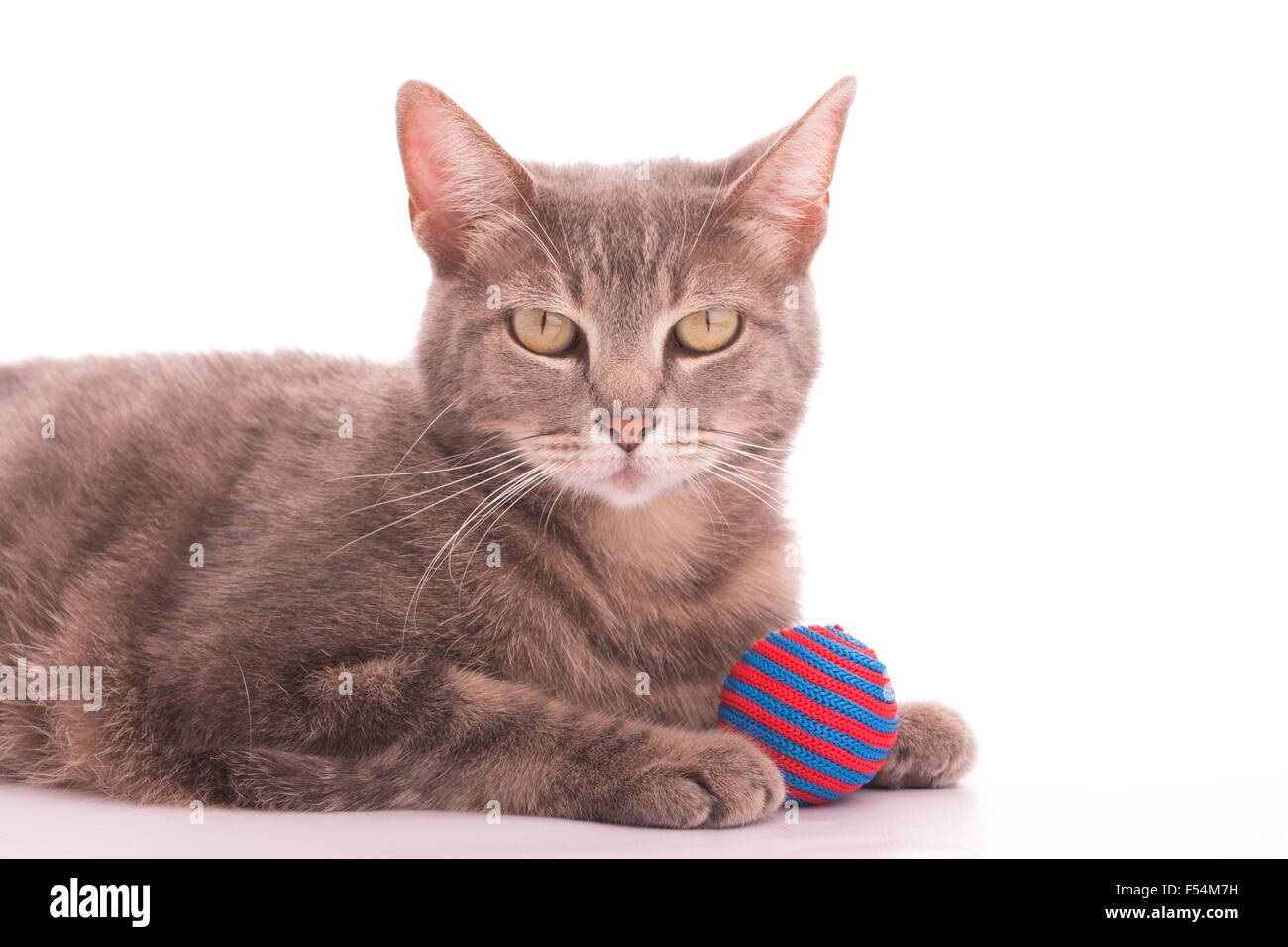 Blue tabby cat with a red and blue striped ball, on white Stock Photo
