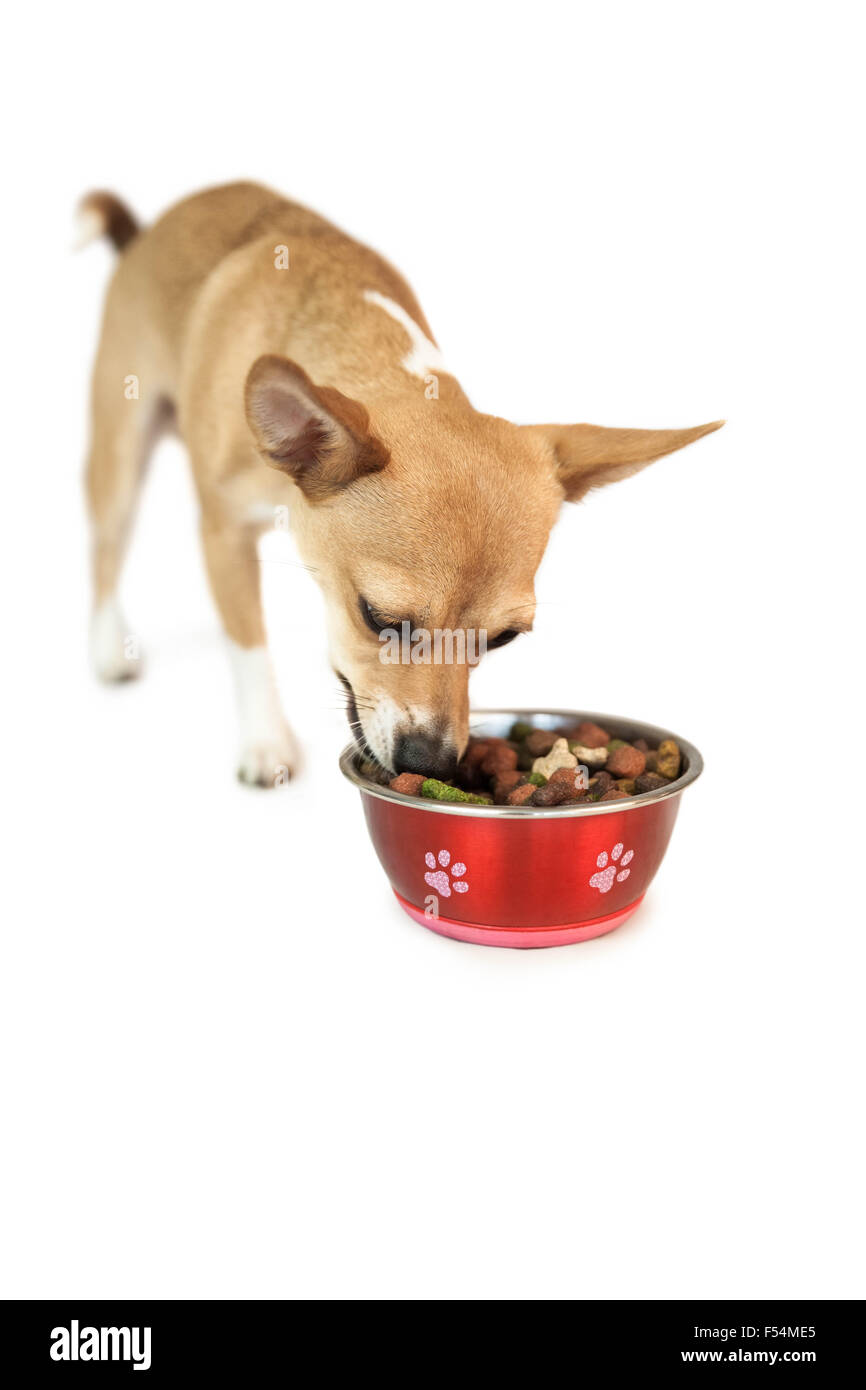 View of Cute dog eating from bowl Stock Photo - Alamy
