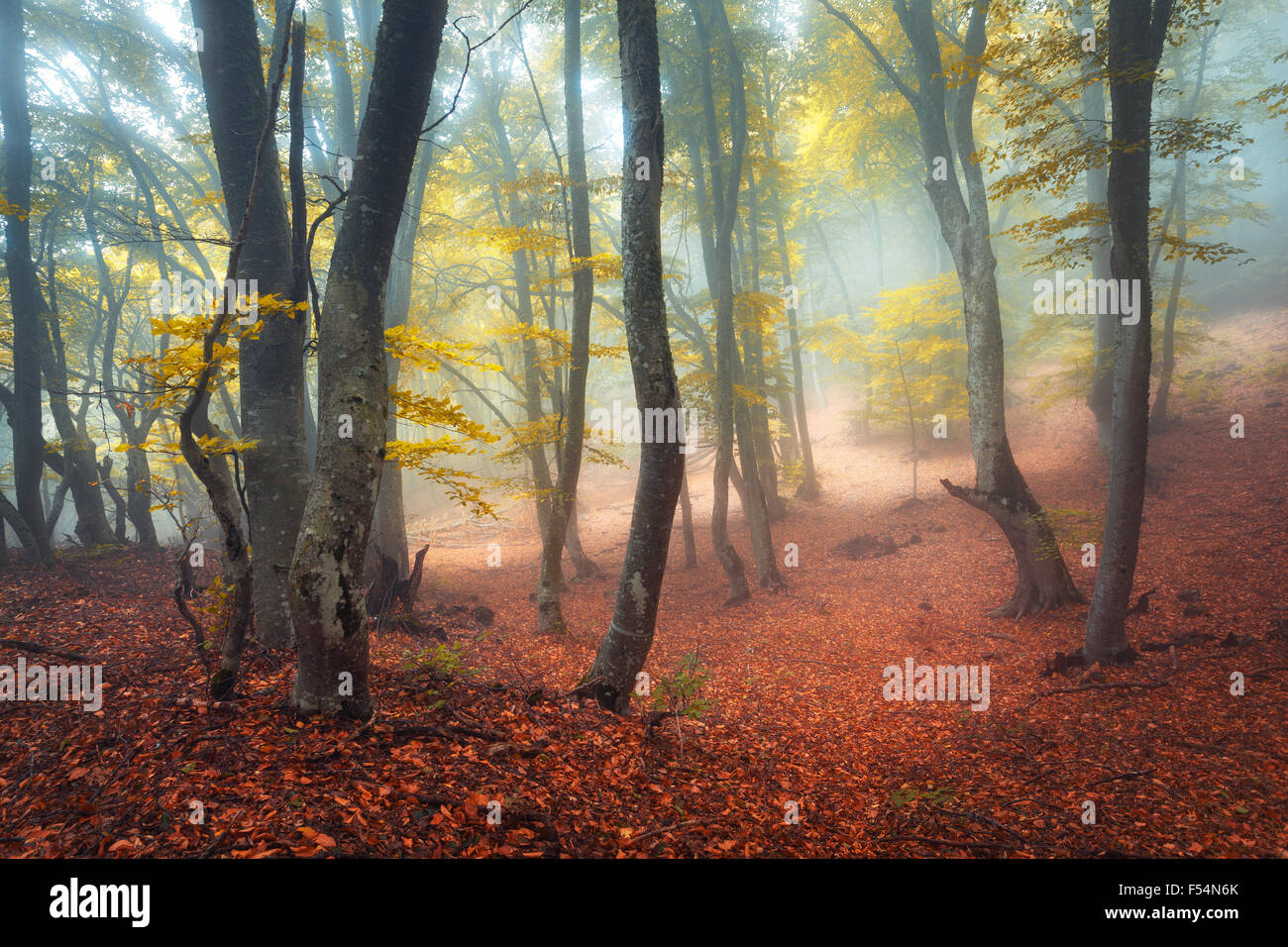 Trail through a mysterious dark old forest in fog. Autumn morning in ...