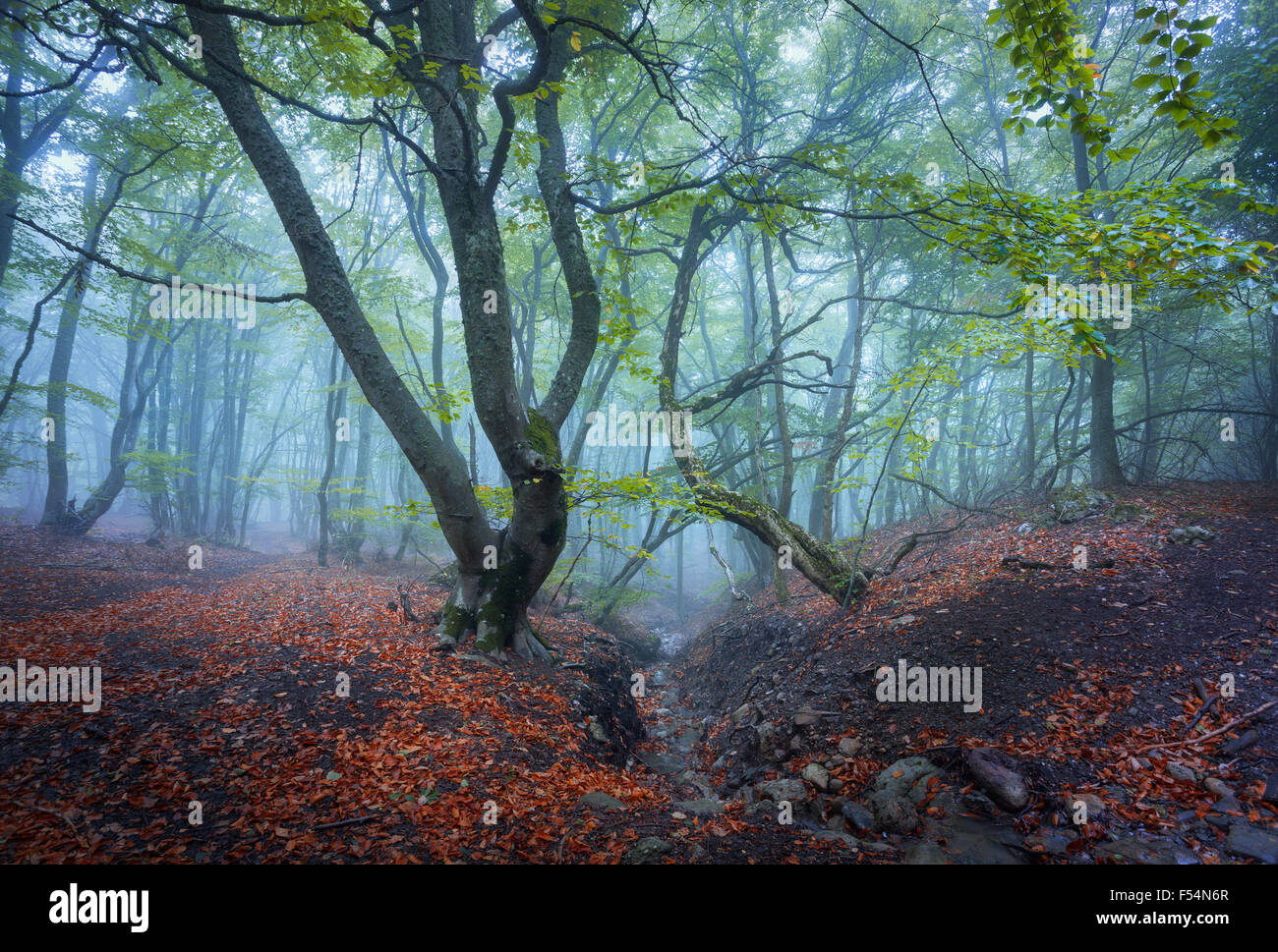 Trail through a mysterious dark old forest in fog. Autumn morning in ...