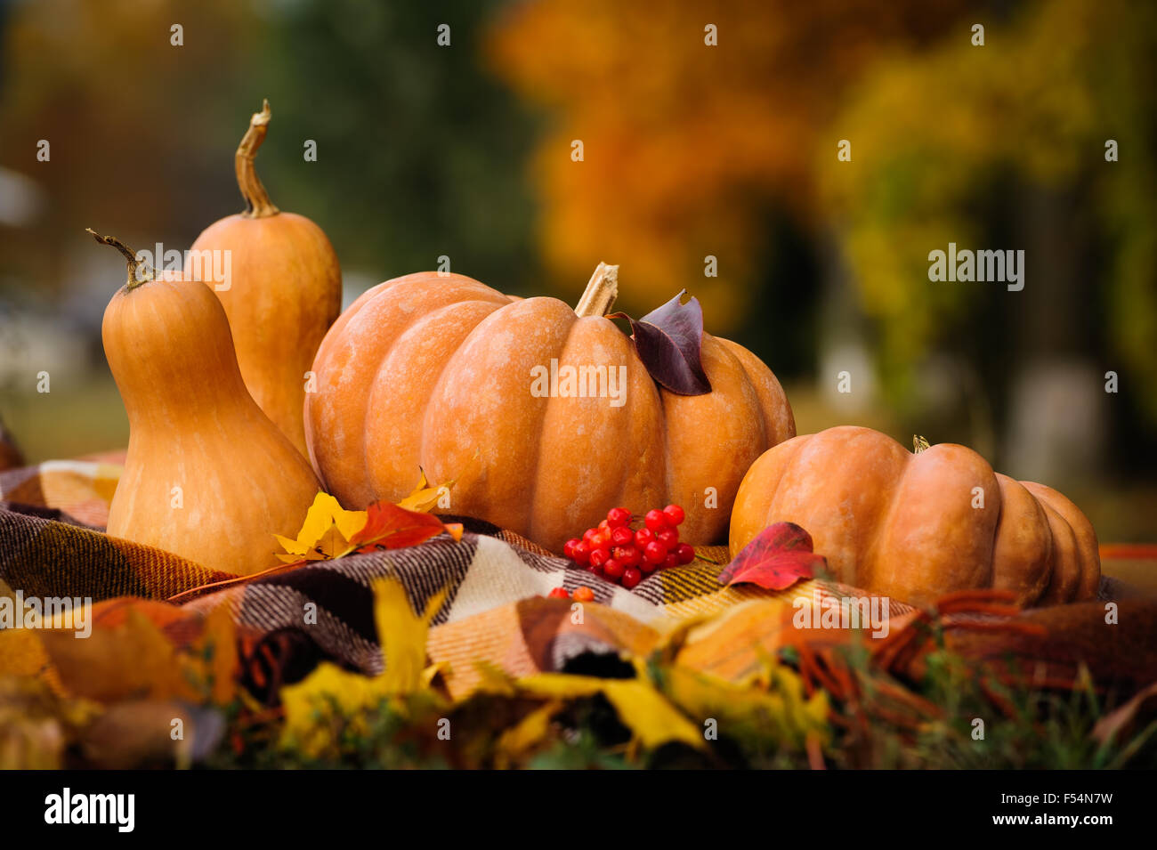 Autumn thanksgiving still life with pumpkins Stock Photo - Alamy