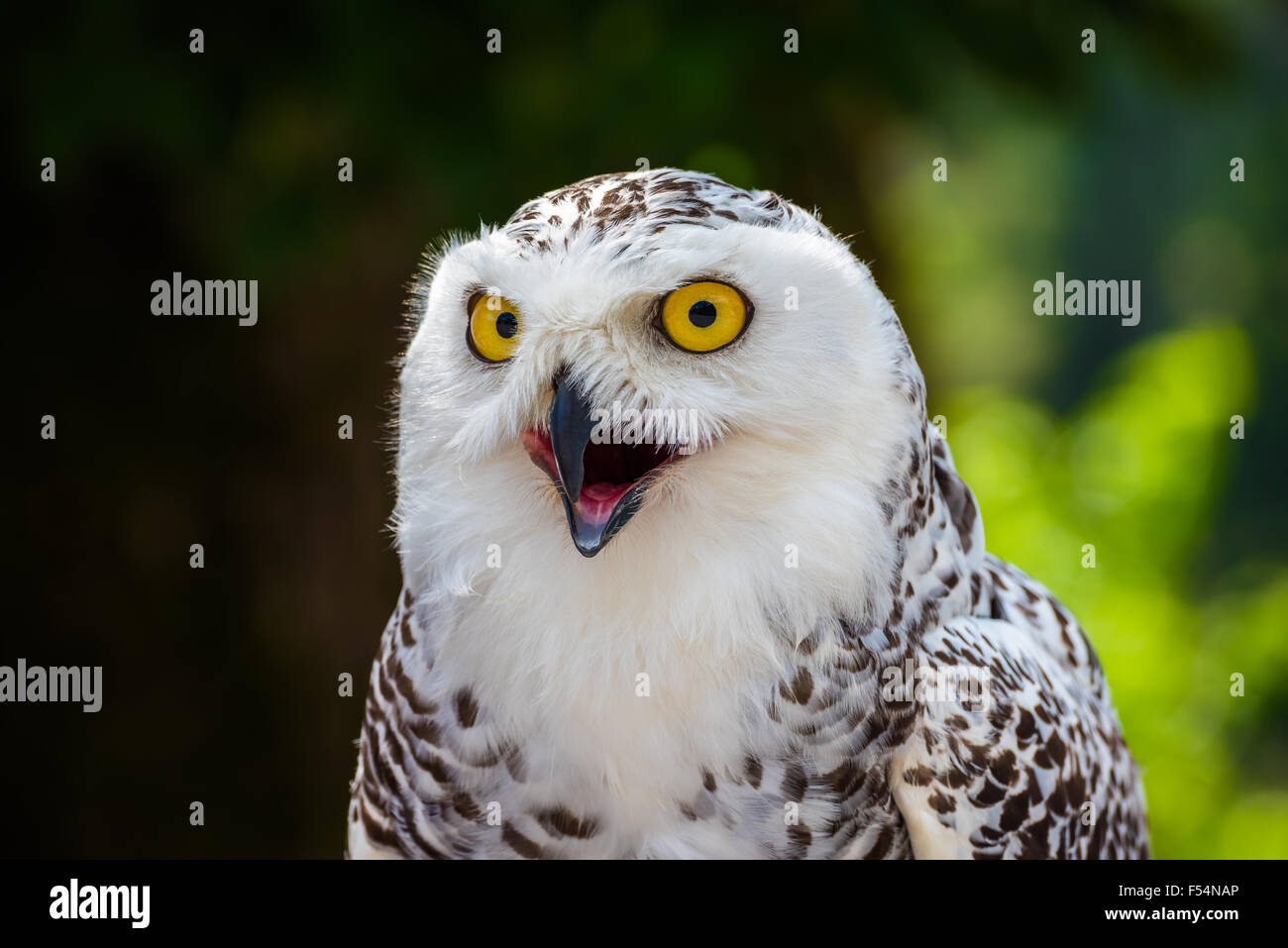 Detail of Head of Snowy Owl with Yellow Eyes - Bubo Scandiacus with ...