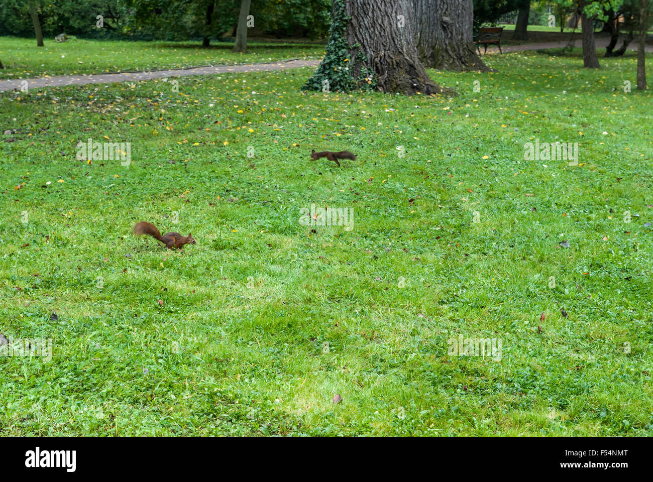 Two squirrels on the grass with autumn leaves Stock Photo