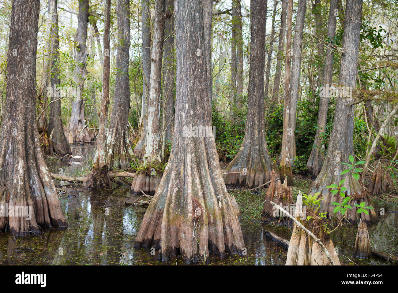 Forest of Bald cypress trees Taxodium distichum and swamp in the Florida Everglades, United States of America Stock Photo