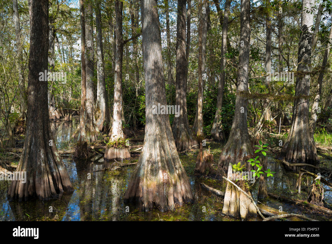 Forest of Bald cypress trees Taxodium distichum and reflections in swamp in the Florida Everglades, USA Stock Photo