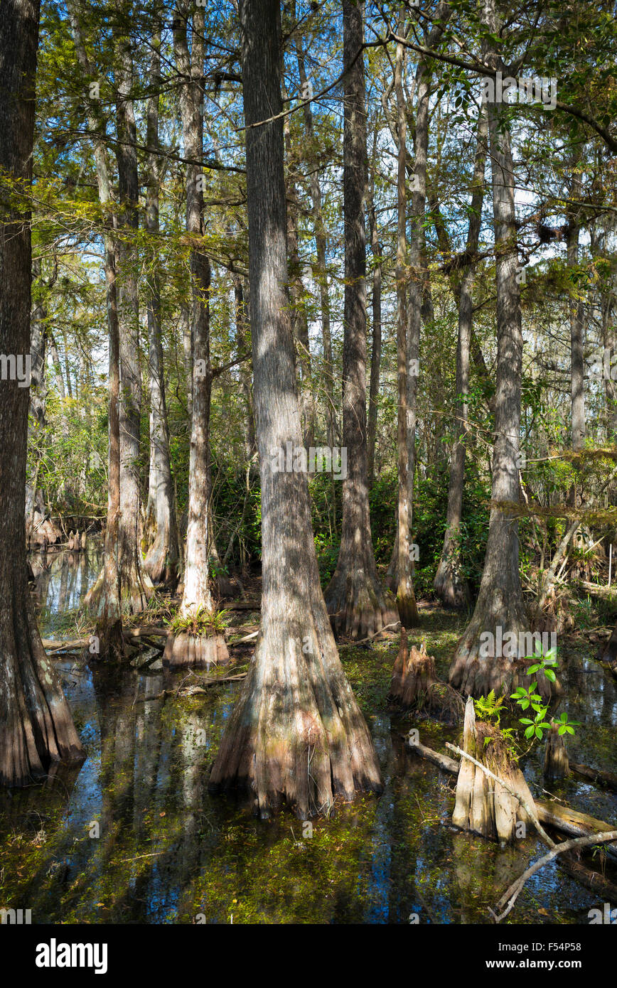 Forest of Bald cypress trees Taxodium distichum and reflections in swamp in the Florida Everglades, USA Stock Photo