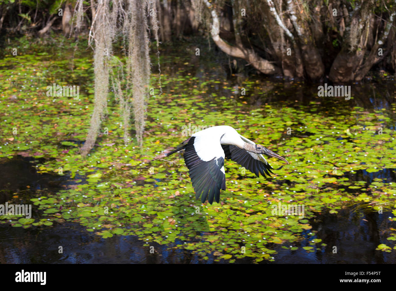 Endangered species Wood Stork, Mycteria americana, with wide wingspan in flight in swamp in the Florida Everglades, USA Stock Photo
