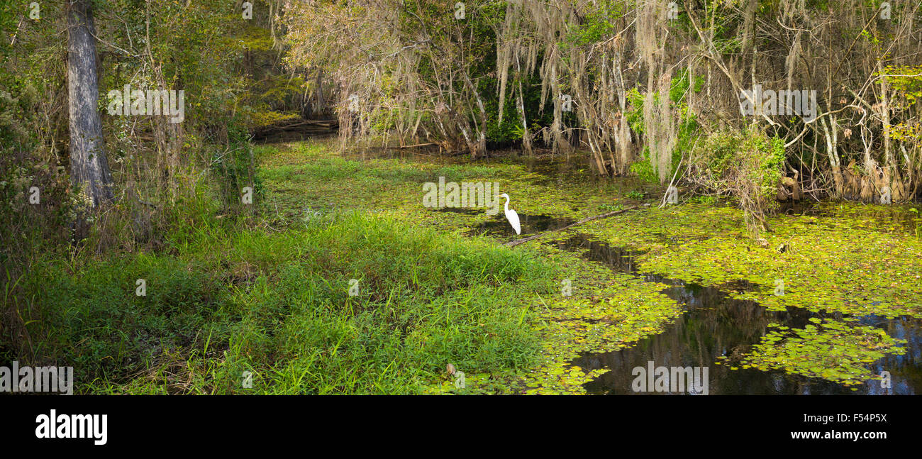 Great Egret in wetlands swamp in the Florida Everglades, United States of America Stock Photo