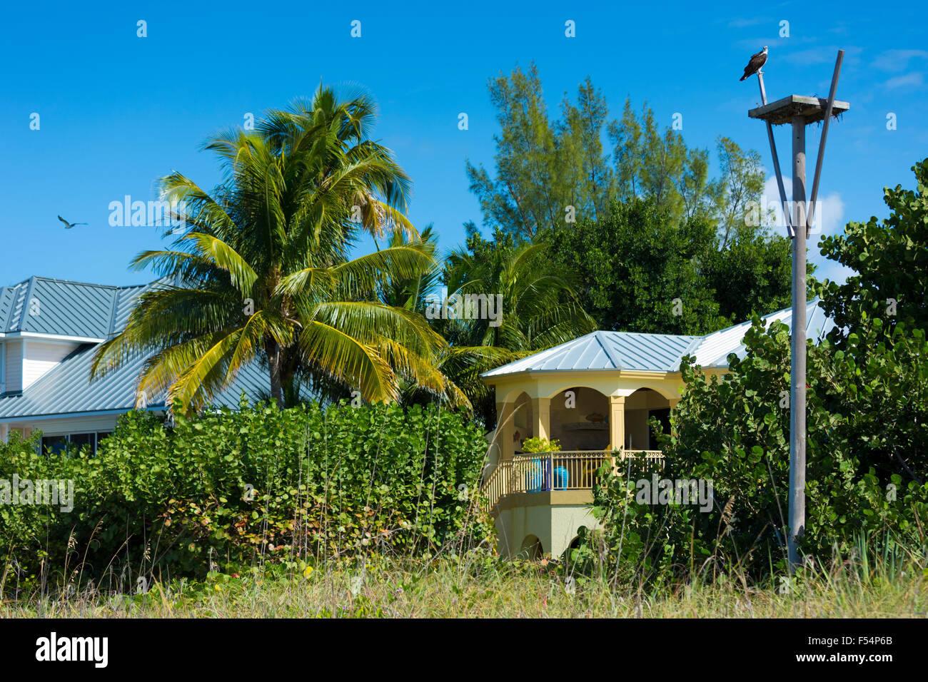 Osprey, Pandion haliaetus, guarding birds nest by beachfront winter home South Seas Island Resort, Captiva Island, Florida USA Stock Photo