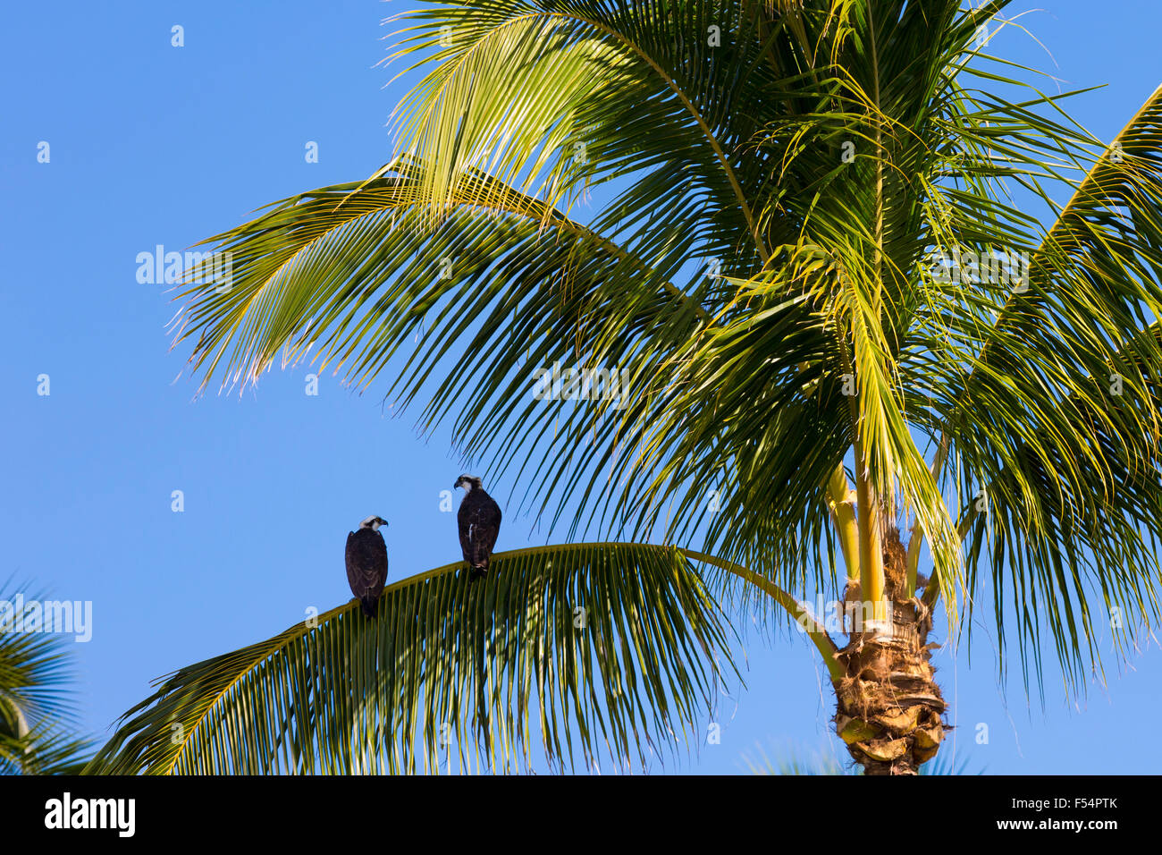 Pair of Osprey, Pandion haliaetus, on branch of palm tree, Captiva Island in Florida, USA Stock Photo
