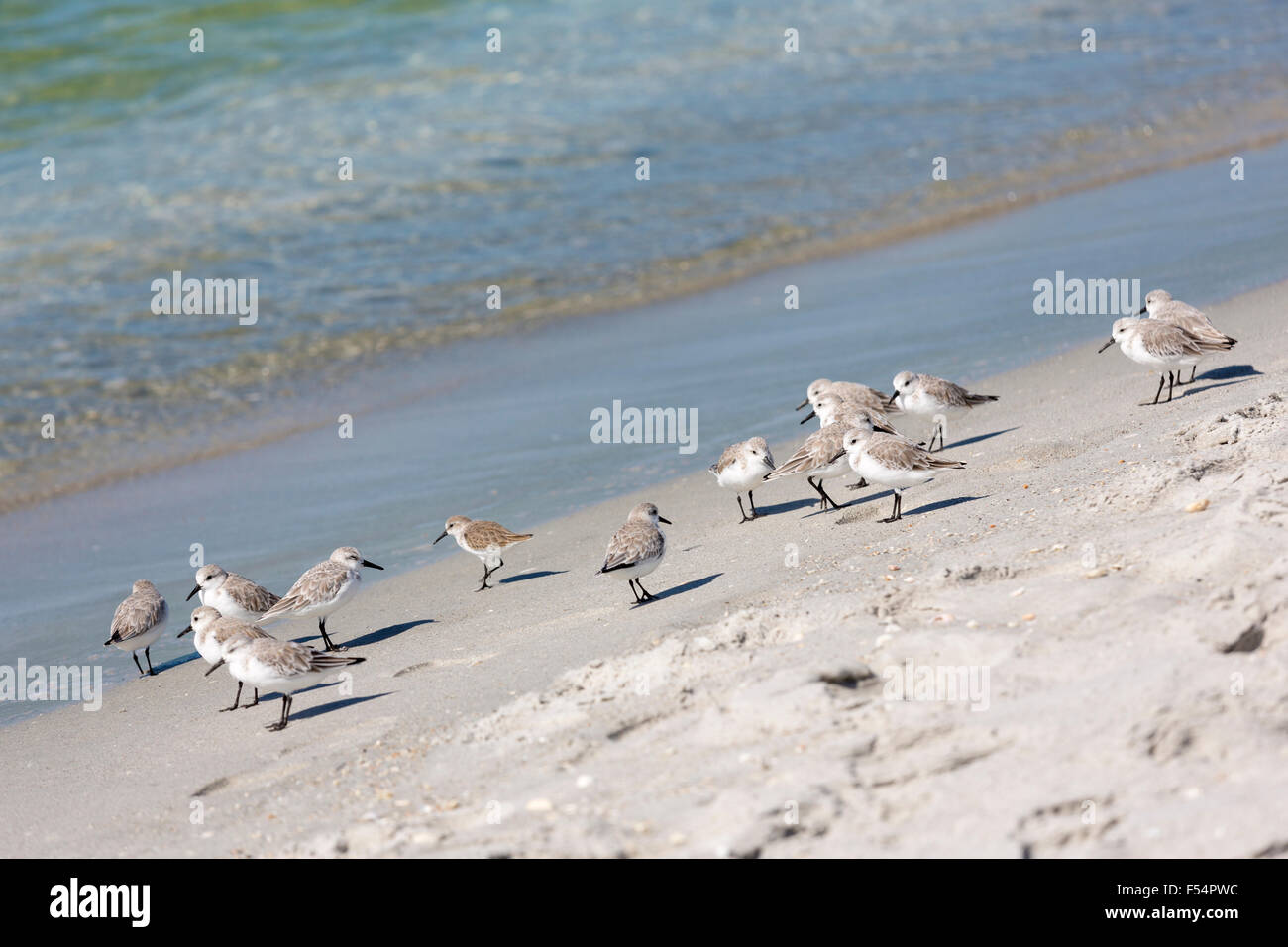 Flock of Sanderlings, Calidris alba, wading shorebirds, on the beach shoreline at Captiva Island, Florida USA Stock Photo