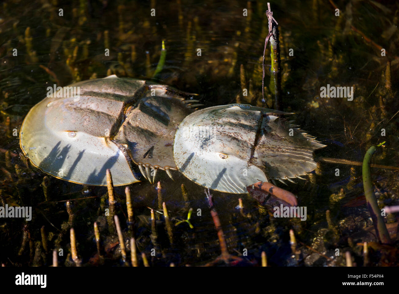 Breeding pair Horseshoe Crabs, Limulus polyphemus, at J.N. Ding Darling