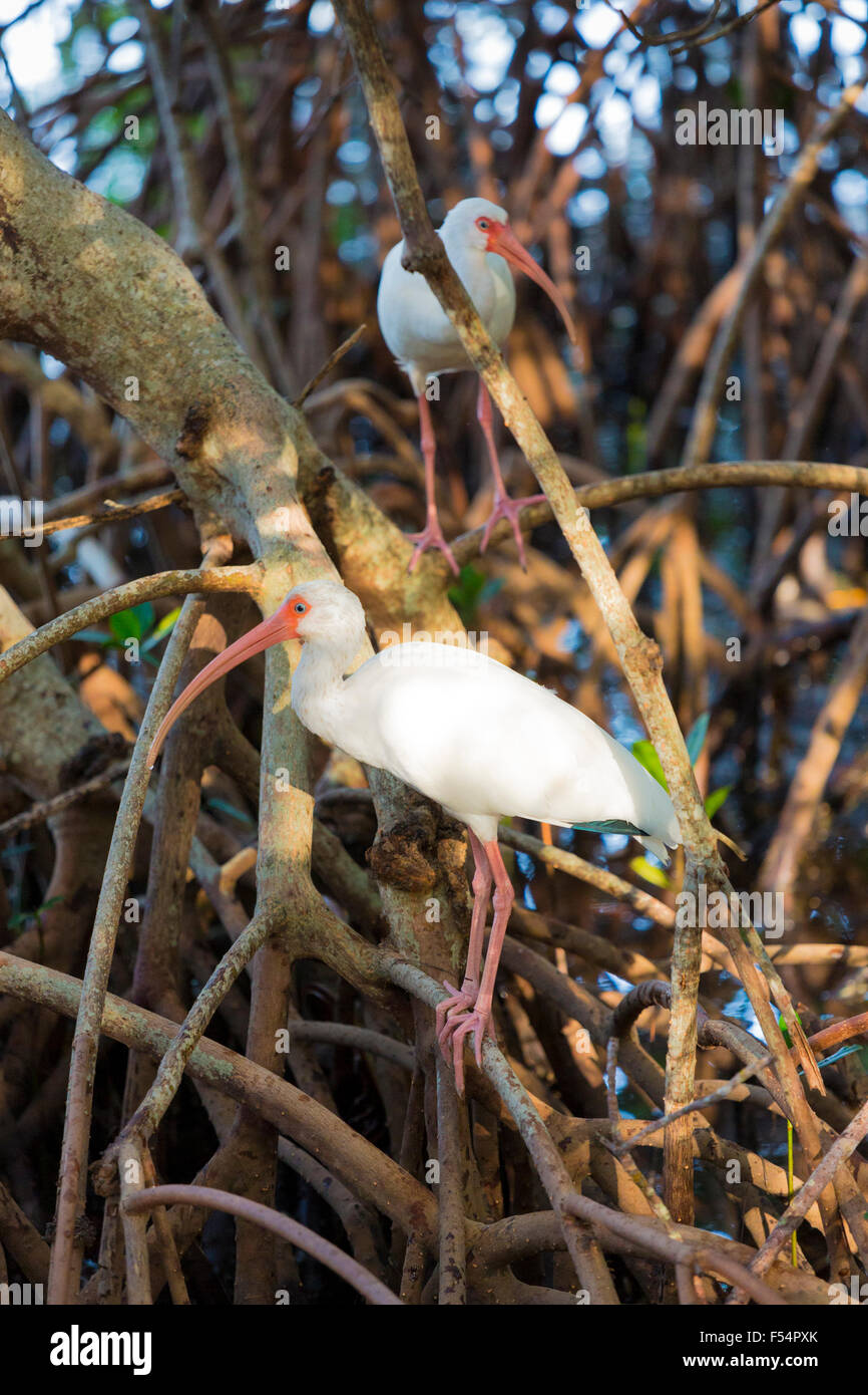 American White Ibis, Eudocimus albus, wading birds with long curved bill, on Captiva Island, Florida USA Stock Photo