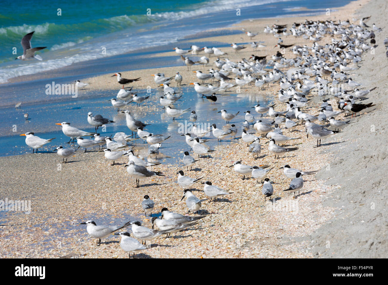 Shorebirds and Waders - Skimmers, Willets, Terns - on shoreline of the coast at Captiva Island, Florida, USA Stock Photo