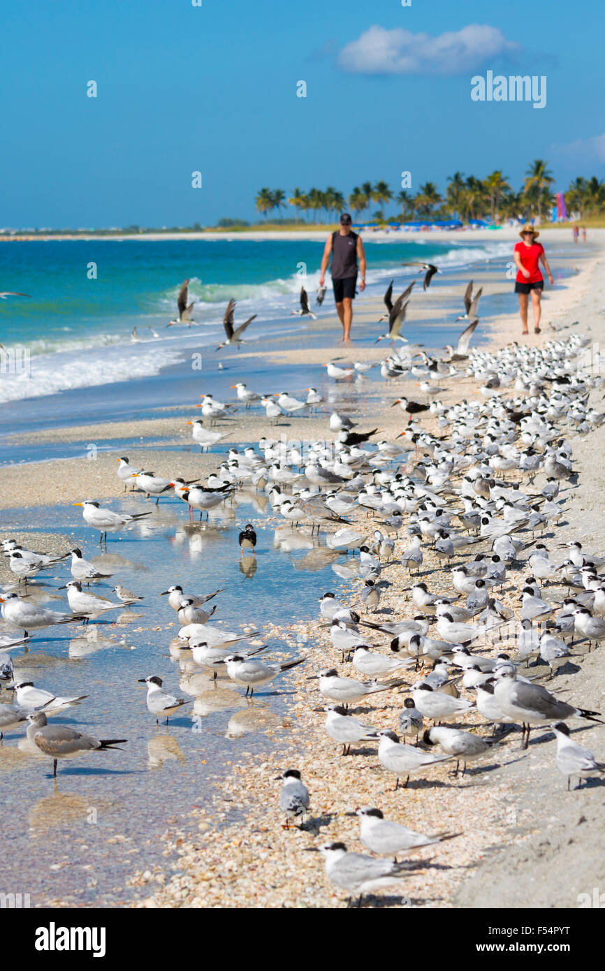 Tourists walking among shorebirds and Waders - Skimmers, Willets, Terns - on shoreline of coast at Captiva Island, Florida, USA Stock Photo