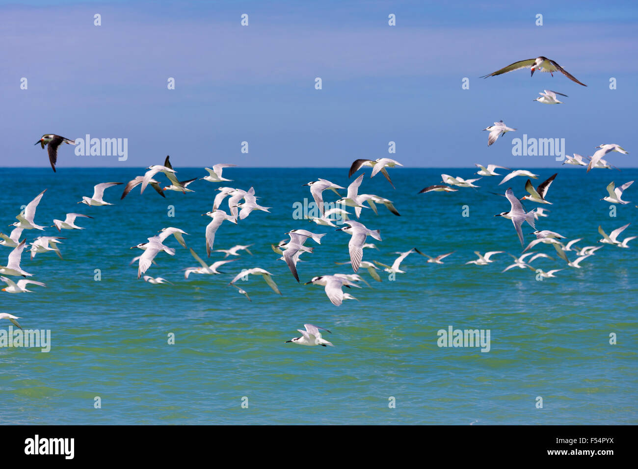 Flock of Shorebirds and Waders - Skimmers, Willets, Terns - in flight shoreline of the coast at Captiva Island, Florida, USA Stock Photo