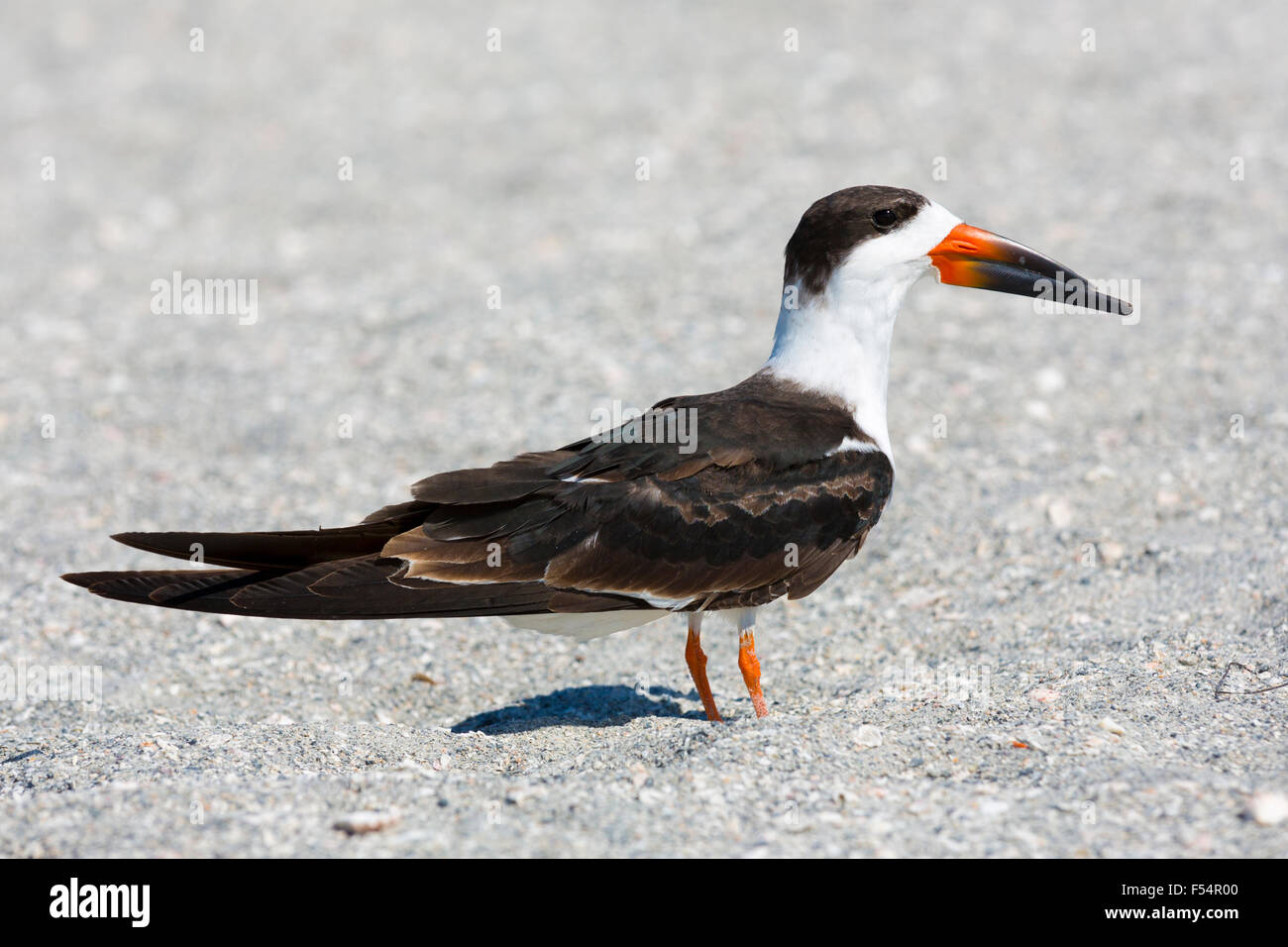 Skimmer birds hires stock photography and images Alamy