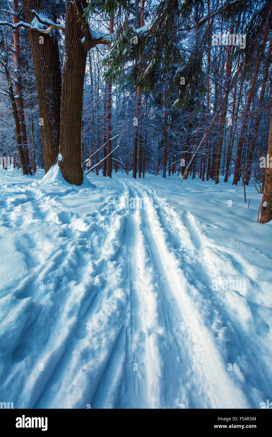 Crosscountry Ski Road at Forest Stock Photo