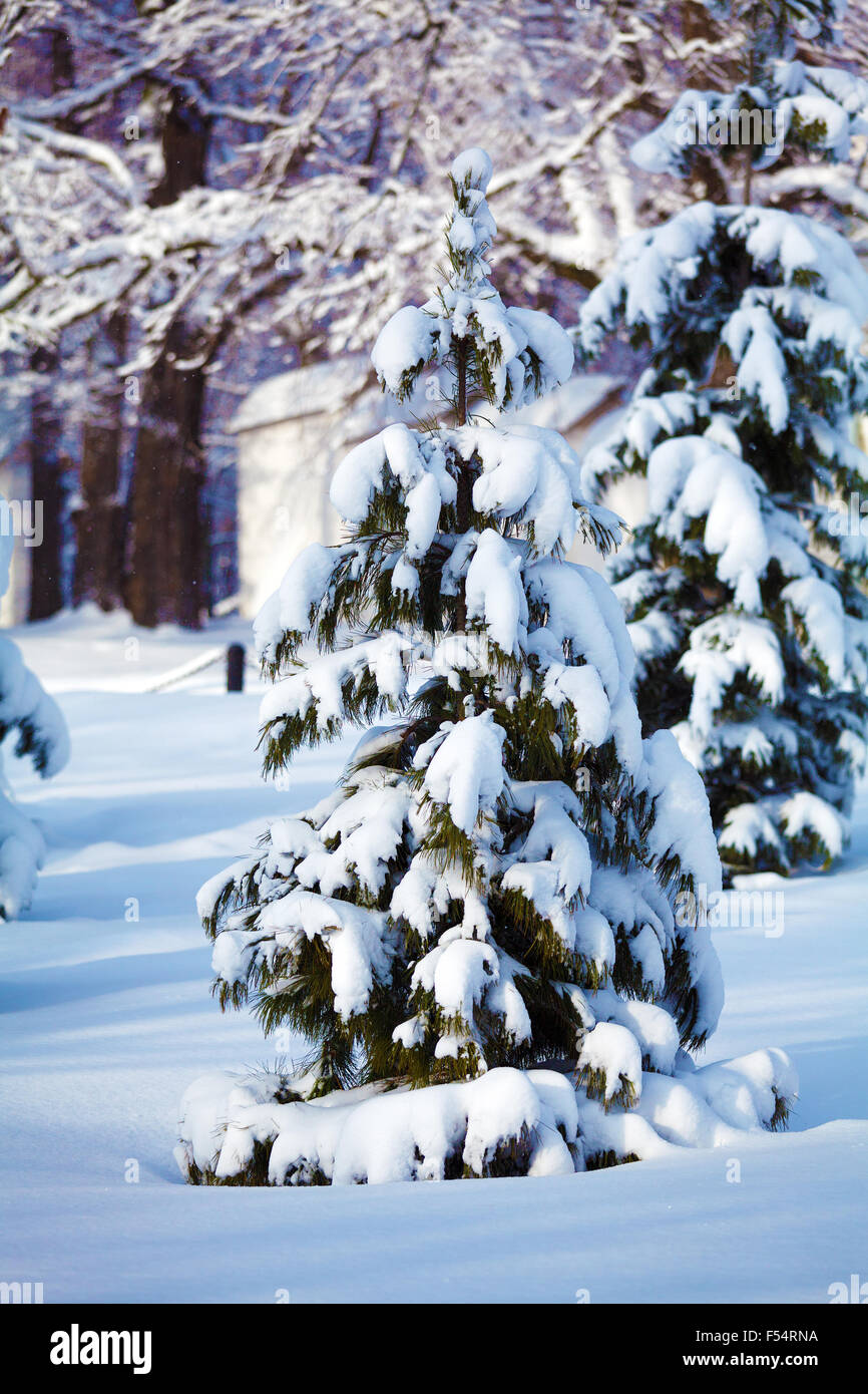 Snowy Pine Trees at Forest Stock Photo - Alamy