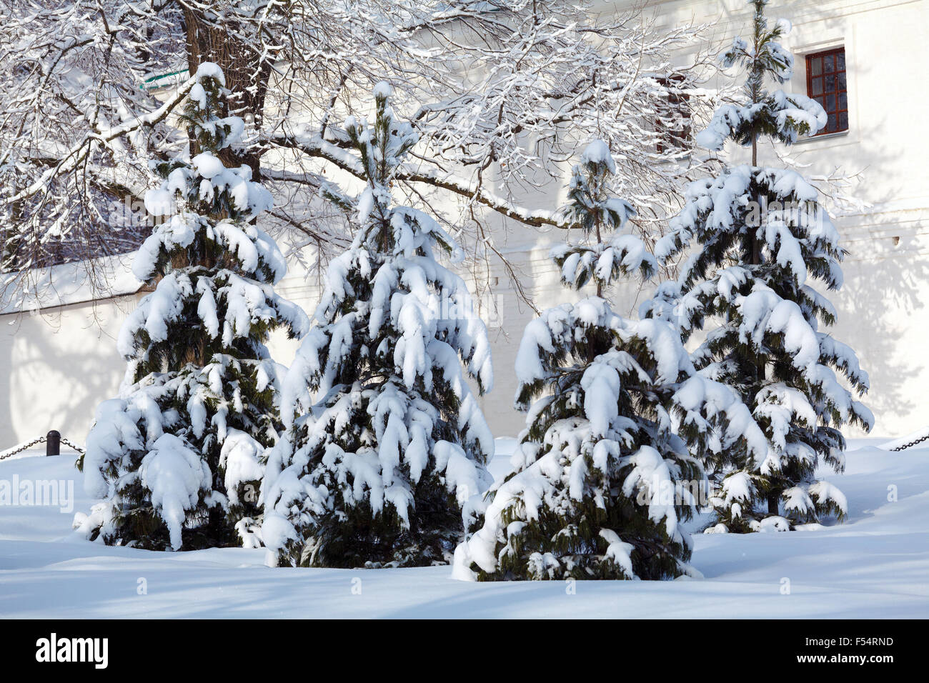Snowy Pine Trees at Forest Stock Photo - Alamy
