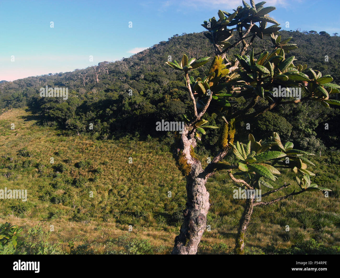 Gnarled old Rhododendron tree with mosses, Horton's Plains National Park, Sri Lanka Stock Photo
