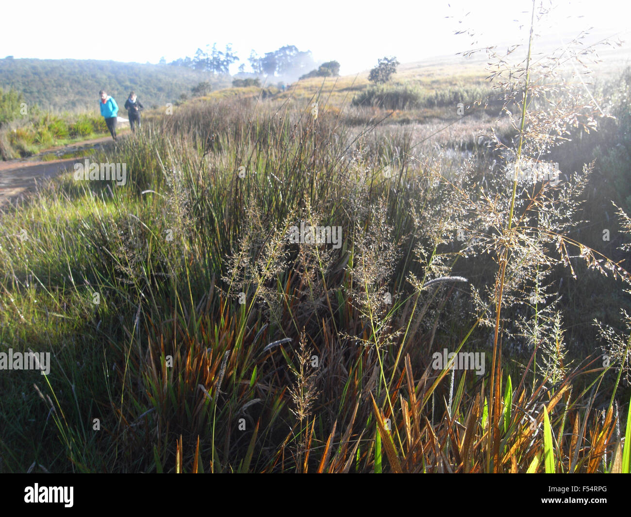 Setting off on the walking trail early in the morning, Hortons Plains National Park, Sri Lanka. No MR Stock Photo