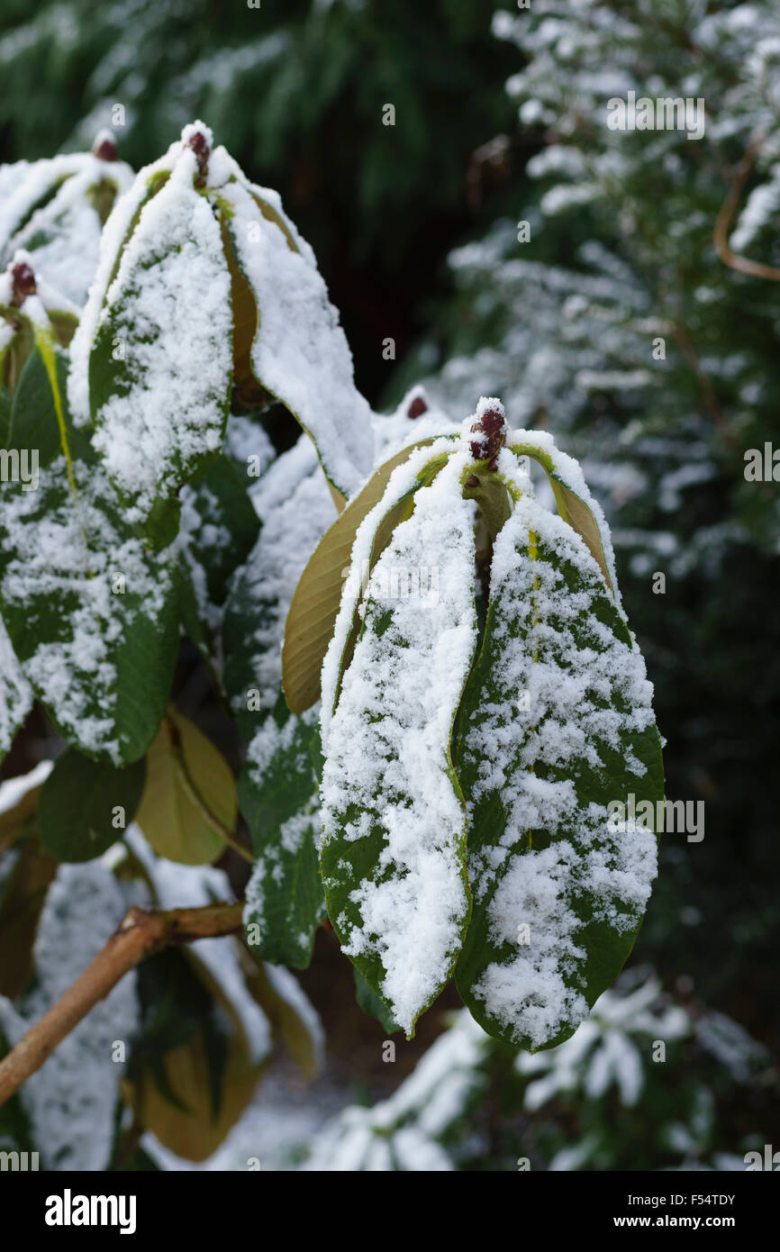 A broad-leaf rhododendron survives winters snows in Scotland Stock ...