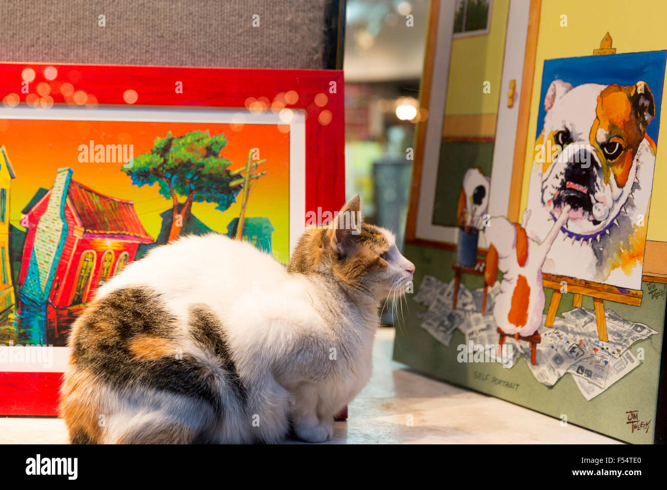 Cat eyeballing dog picture in window of art gallery display in Royal Street, French Quarter, New Orleans, USA Stock Photo