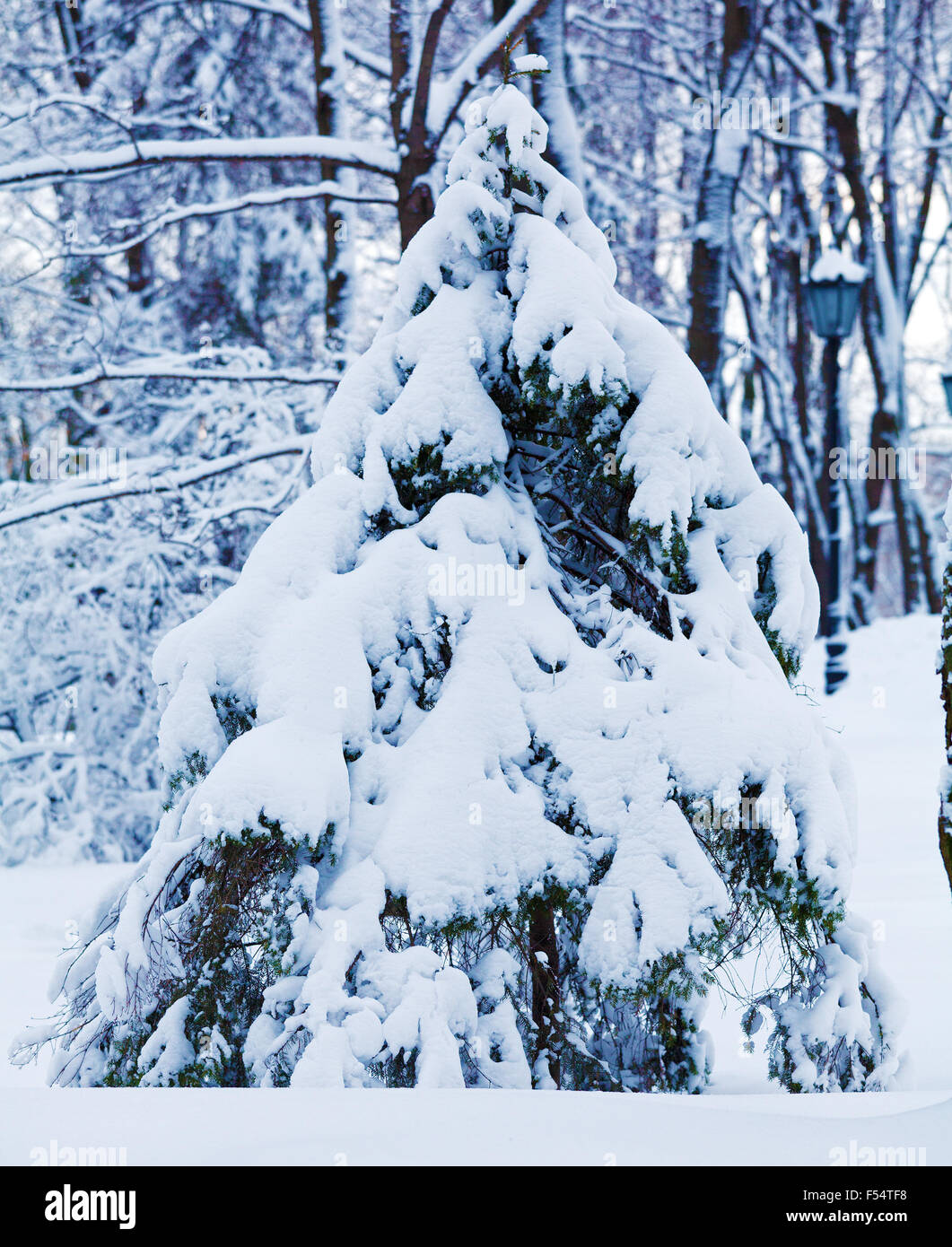 Snowy Pine Trees at Forest Stock Photo - Alamy
