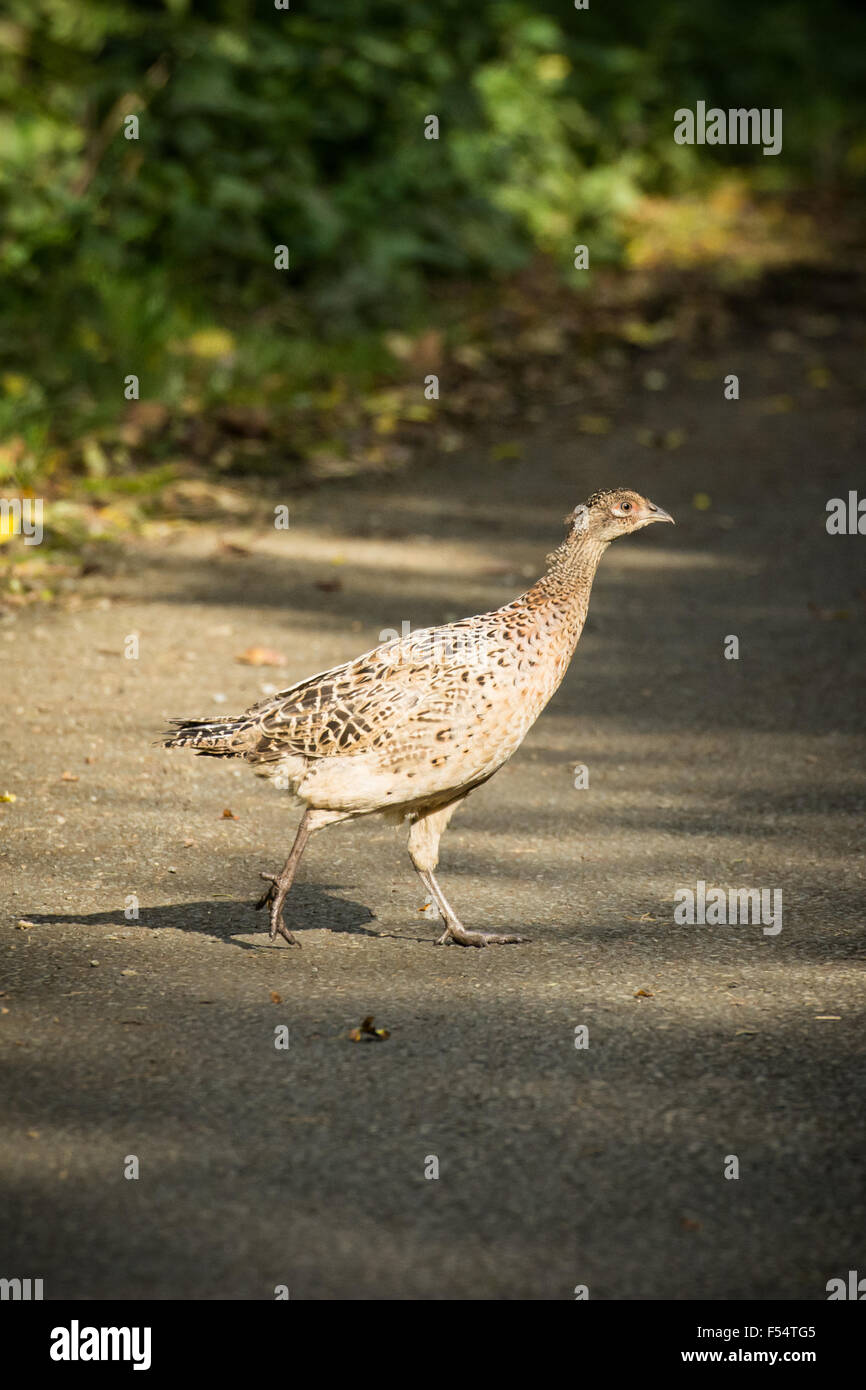 Young pheasant on country road in sunglight Stock Photo