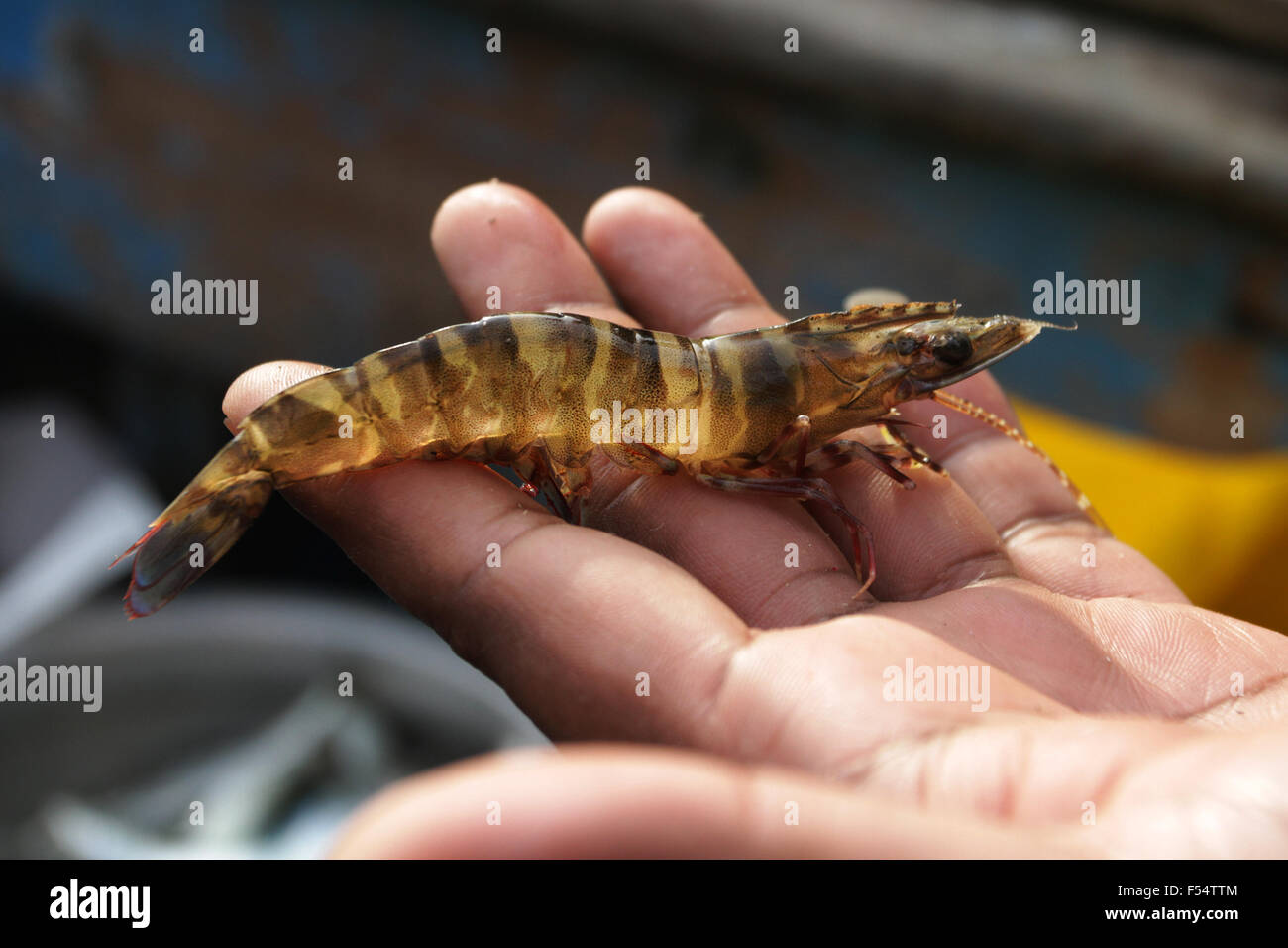 Raw Shrimp in hands Stock Photo Alamy