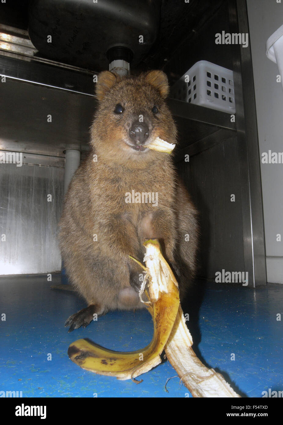 Quokka (Setonix brachyurus) eating a banana peel that it has stolen from the bin in accommodation hut, Rottnest Island, Western Stock Photo