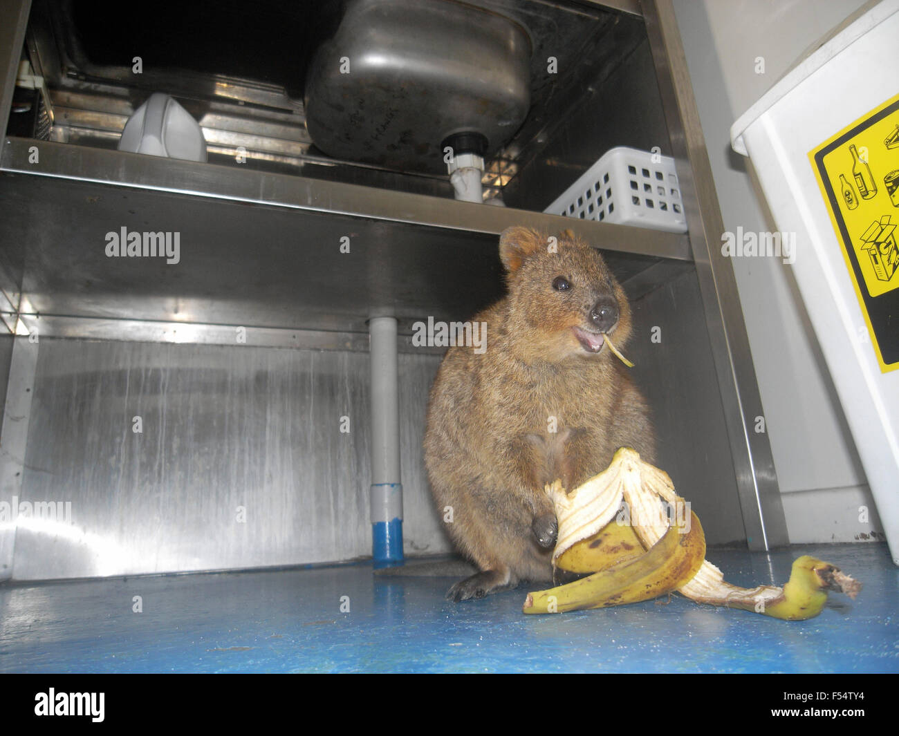 Quokka (Setonix brachyurus) eating a banana peel that it has stolen from the bin in accommodation hut, Rottnest Island, Western Stock Photo