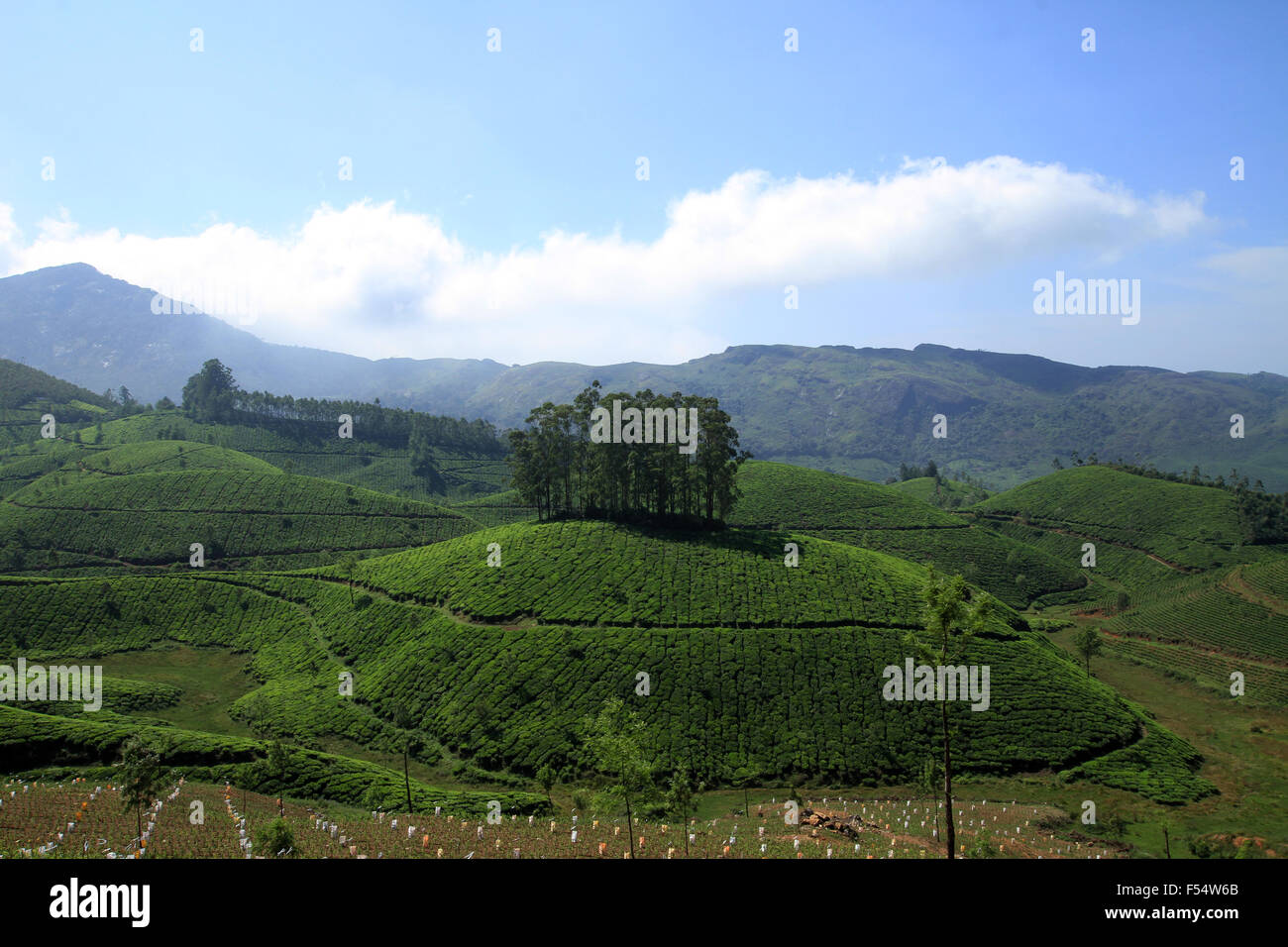 Munnar tea hills Stock Photo Alamy